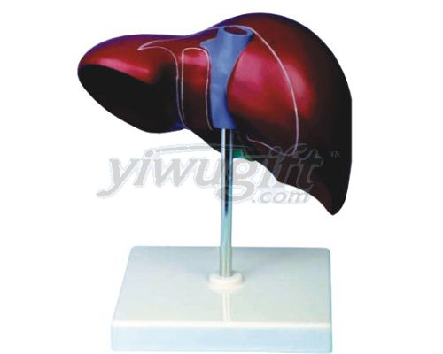 Human liver model, picture