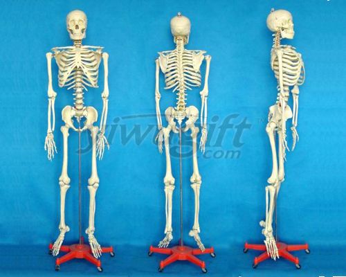 Skeleton  model, picture